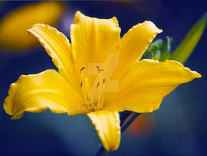 Yellow Flower