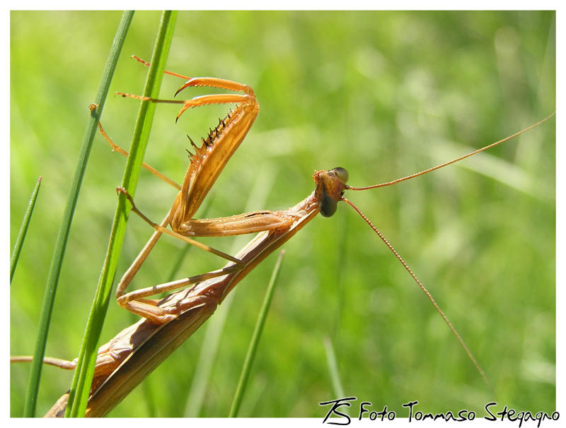 Mantis religiosa by Tommysugar on DeviantArt