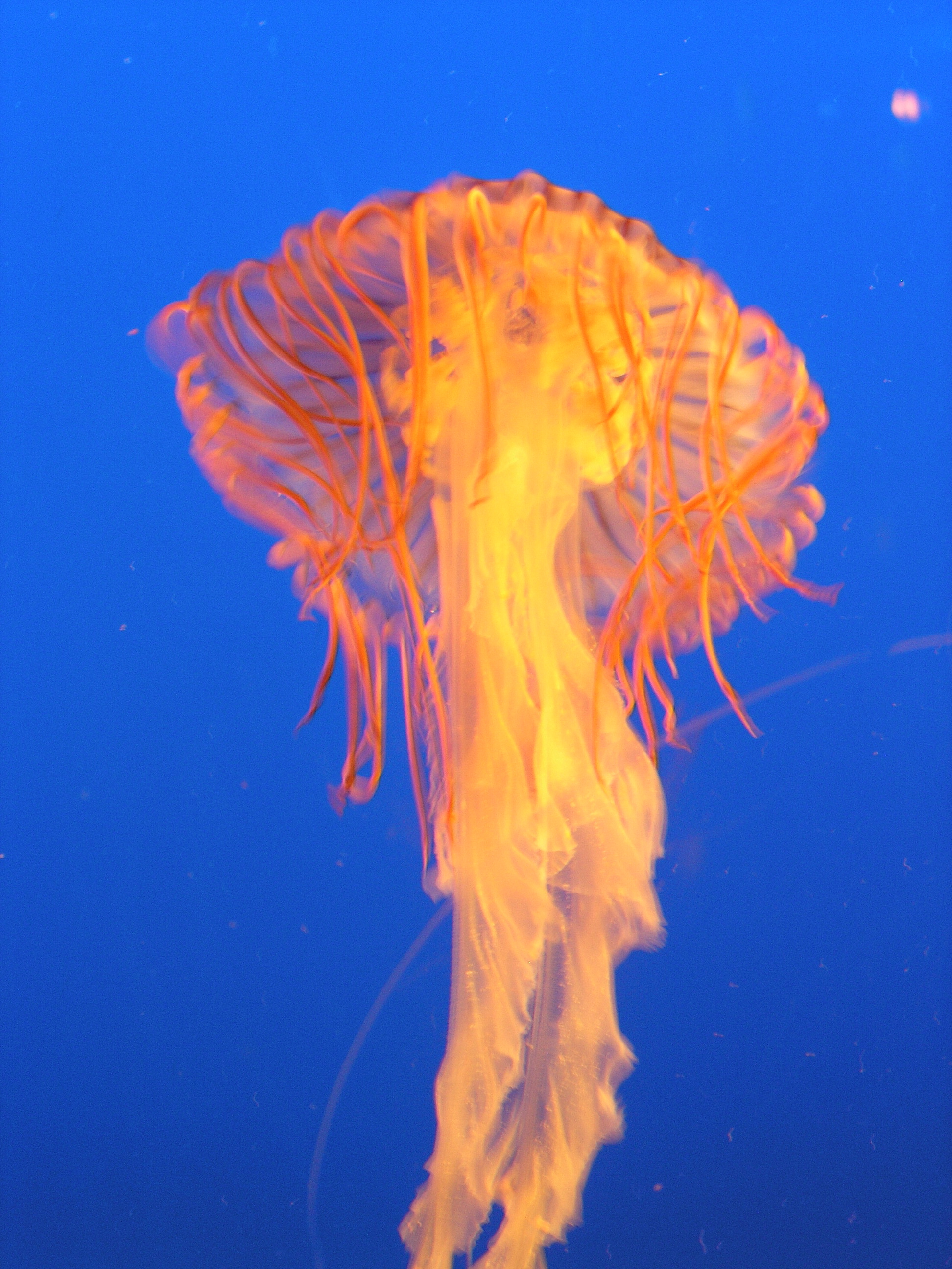 Jellyfish 2