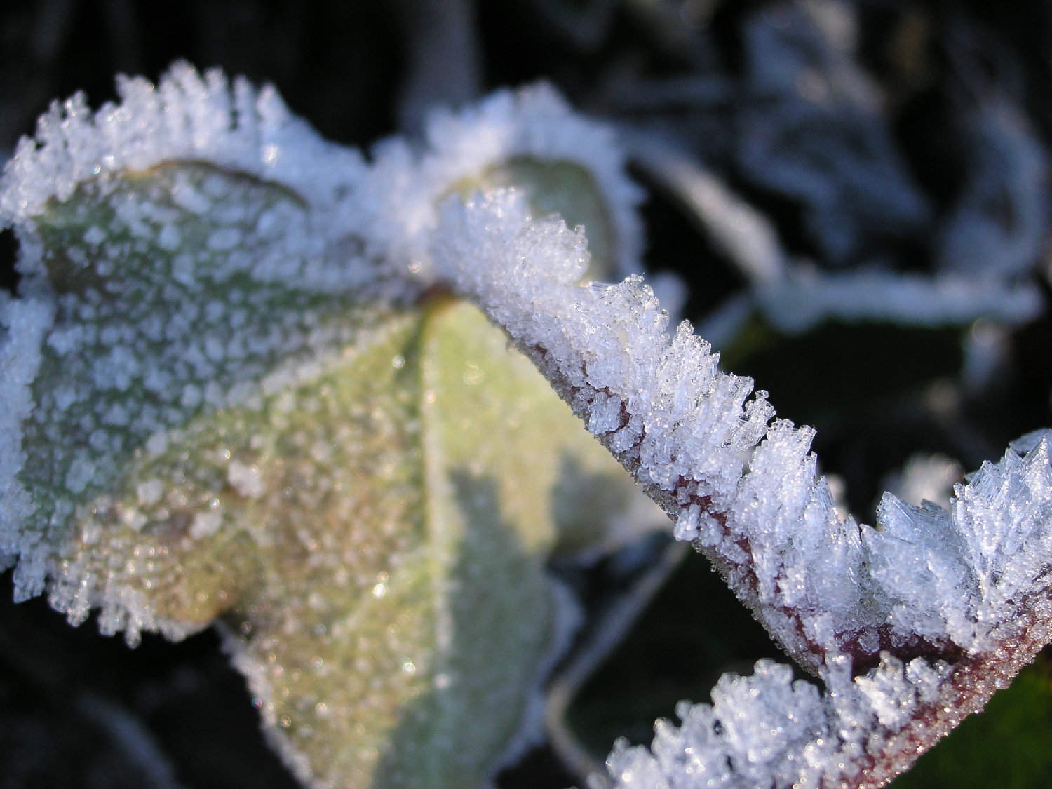 Icy Afternoon