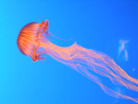 Jellyfish