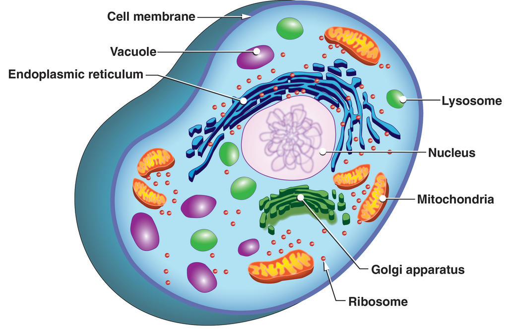 Cell Structure by rizzope on DeviantArt