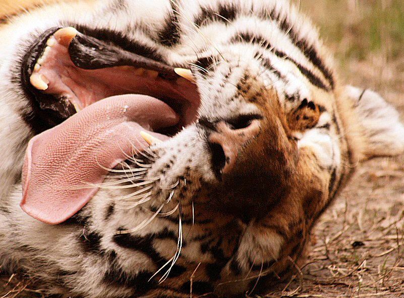 Tiger Yawn