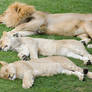 Three Lions Sleeping