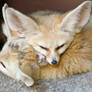 Fennec Pillow