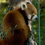 Red Panda