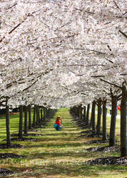 A Canopy of Cherry Blossoms