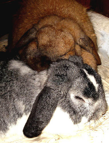 Male rabbits by Kiyoteru-Hiyama4 on DeviantArt