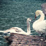 swans