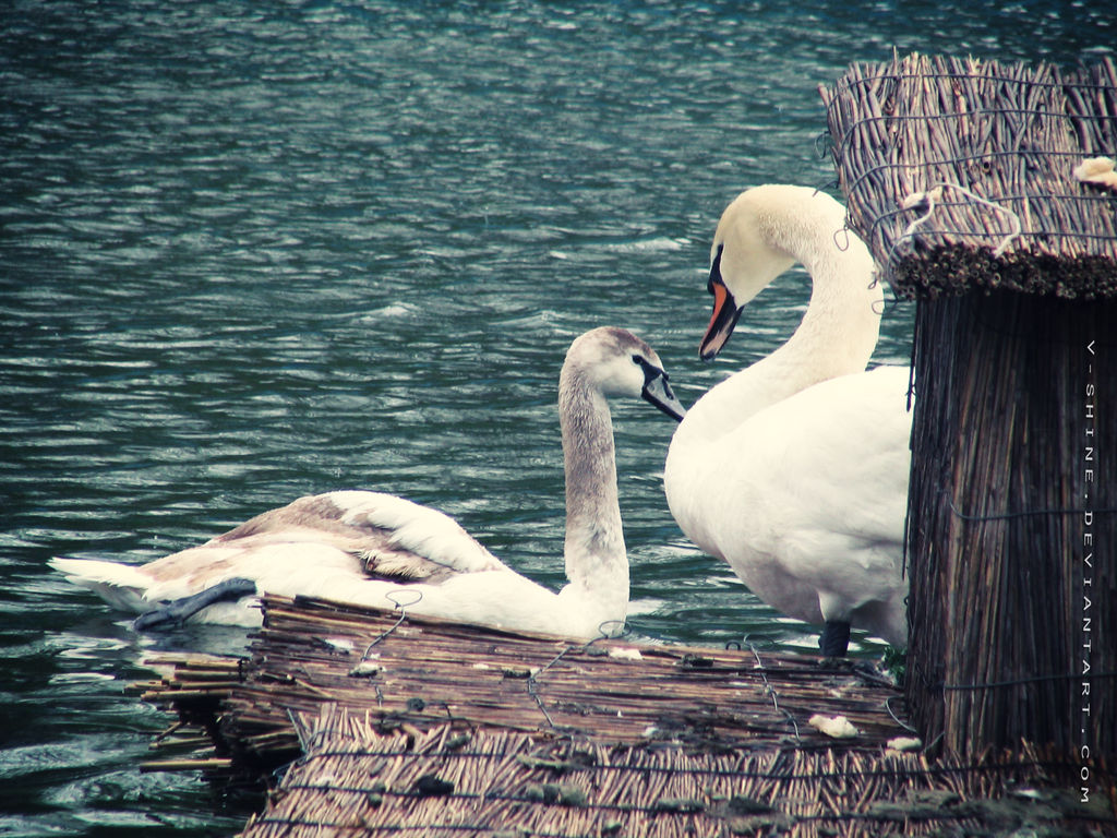 swans