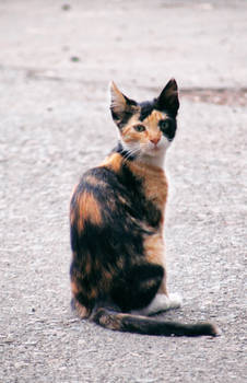 Calico kitten