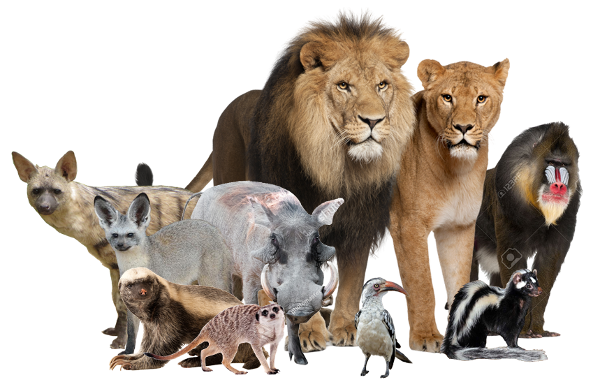 The Lion King (2008) Main Animal Characters by AGUsucksTLGrocks on DeviantArt The Lion King (2008) Main Animal Characters by AGUsucksTLGrocks on DeviantArt