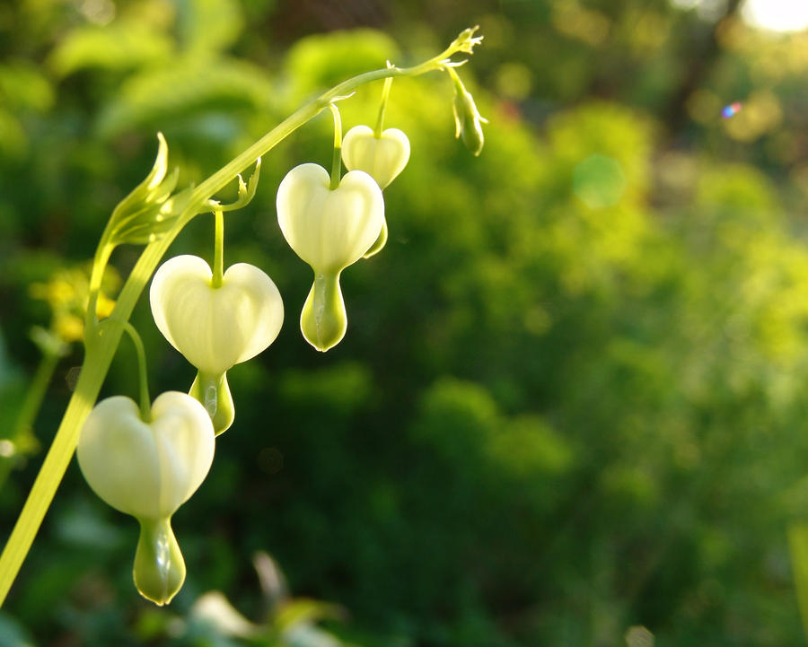 Bleeding hearts