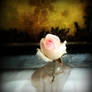 Pluck Today Life's Roses