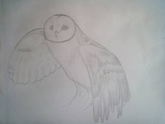 barn owl