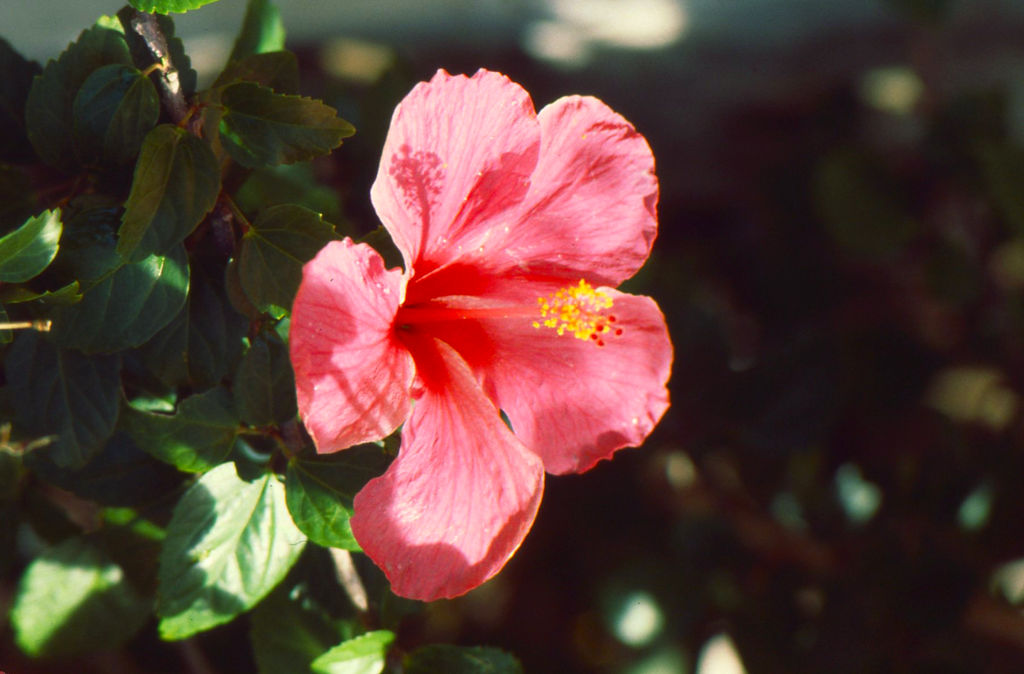 Hibiscus.