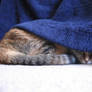 Kitty Under Blue Blanket