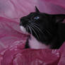 Black Cat with Pink 02