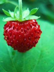 My heart in strawberries