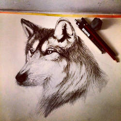 wolf..