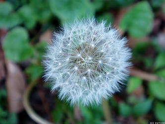 DANDELION