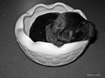 Puppy by flowersteph