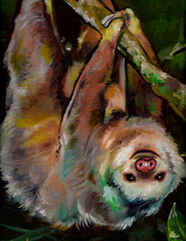 Two-Toed Sloth