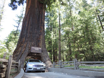 Chandelier Tree