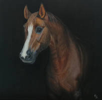Horse Portrait by Silverwolf1345