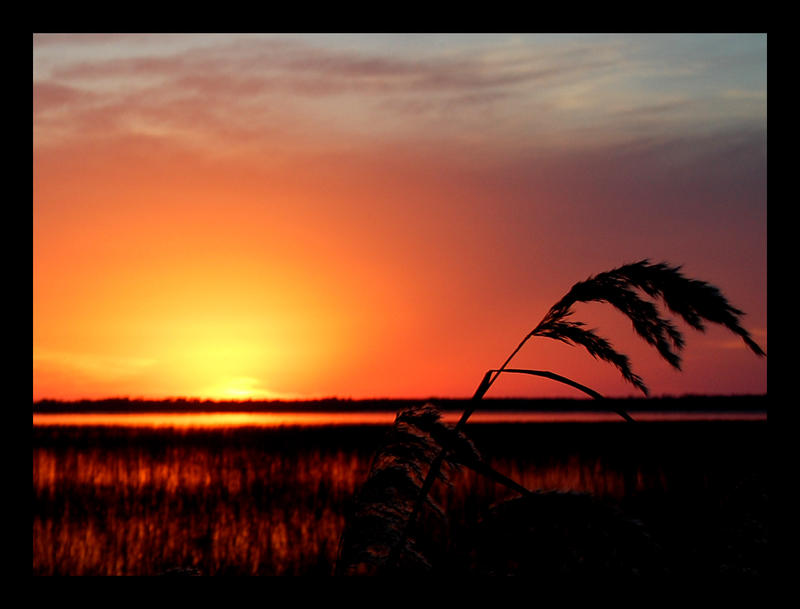 Lonely Reed