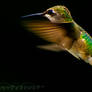 Humming Bird