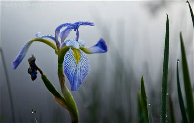 Blue Flag Iris