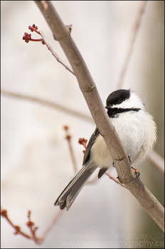 Black-Capped Chickadee