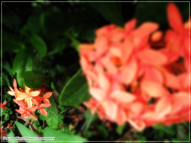 Small Flowers