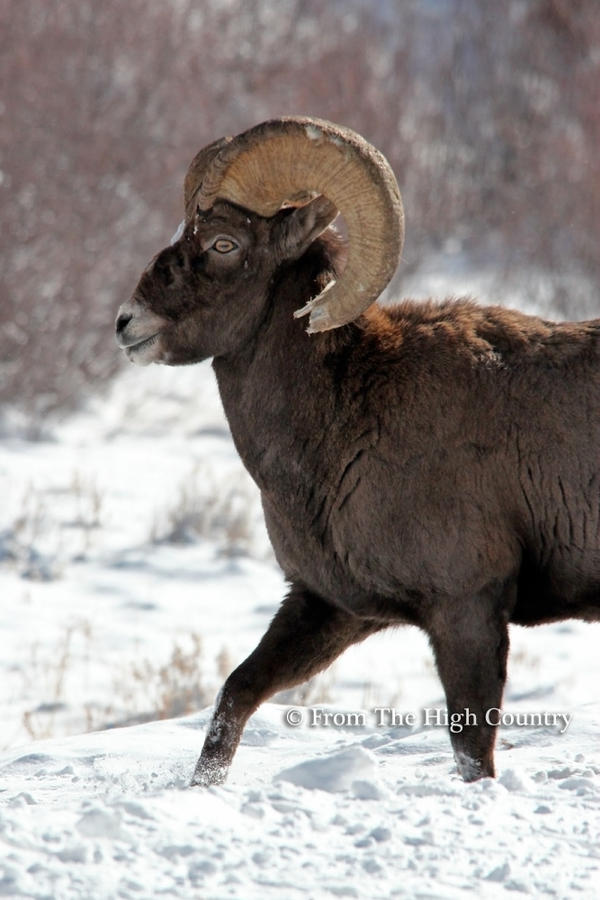 Bighorn Ram