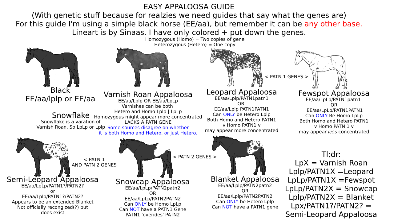 Appaloosa Genetics Guide By Shadowwings Forever On Deviantart Appaloosa Genetics Guide By Shadowwings Forever On Deviantart
