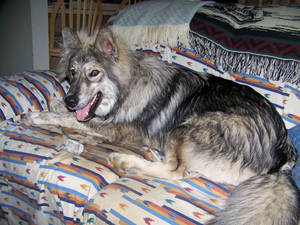 Haruko wolf dog