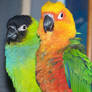 Conure buddies