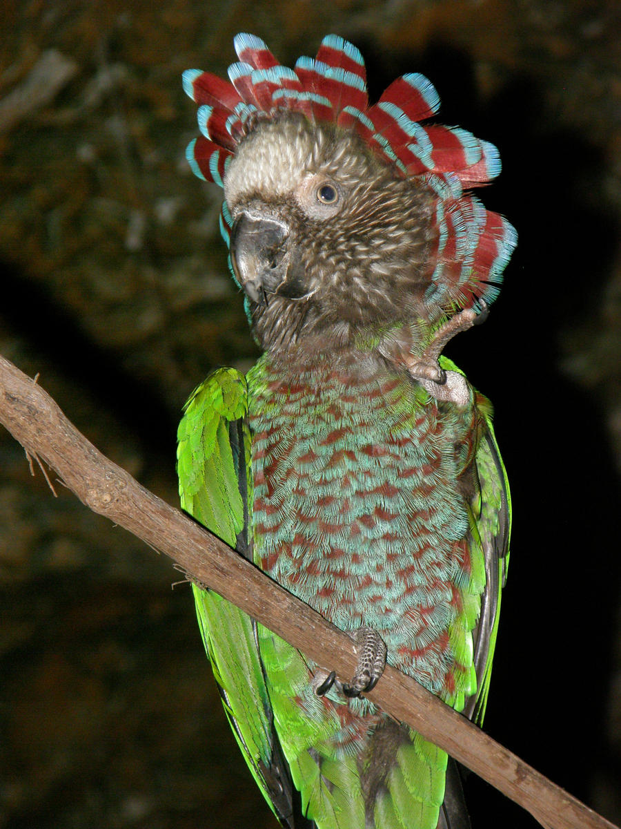 Hawk-Headed Parrot 2