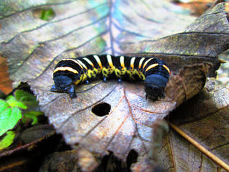 the most divine caterpillar