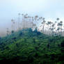 bosque de niebla