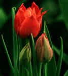 tulips by chickadilly