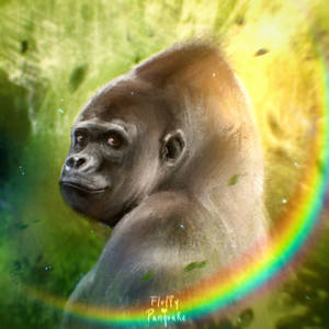 Gorilla | Rainbow