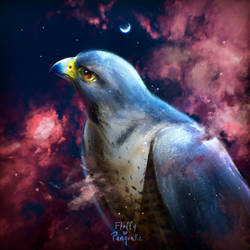 Peregrine Falcon | Dreams