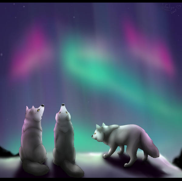 The Northern lights