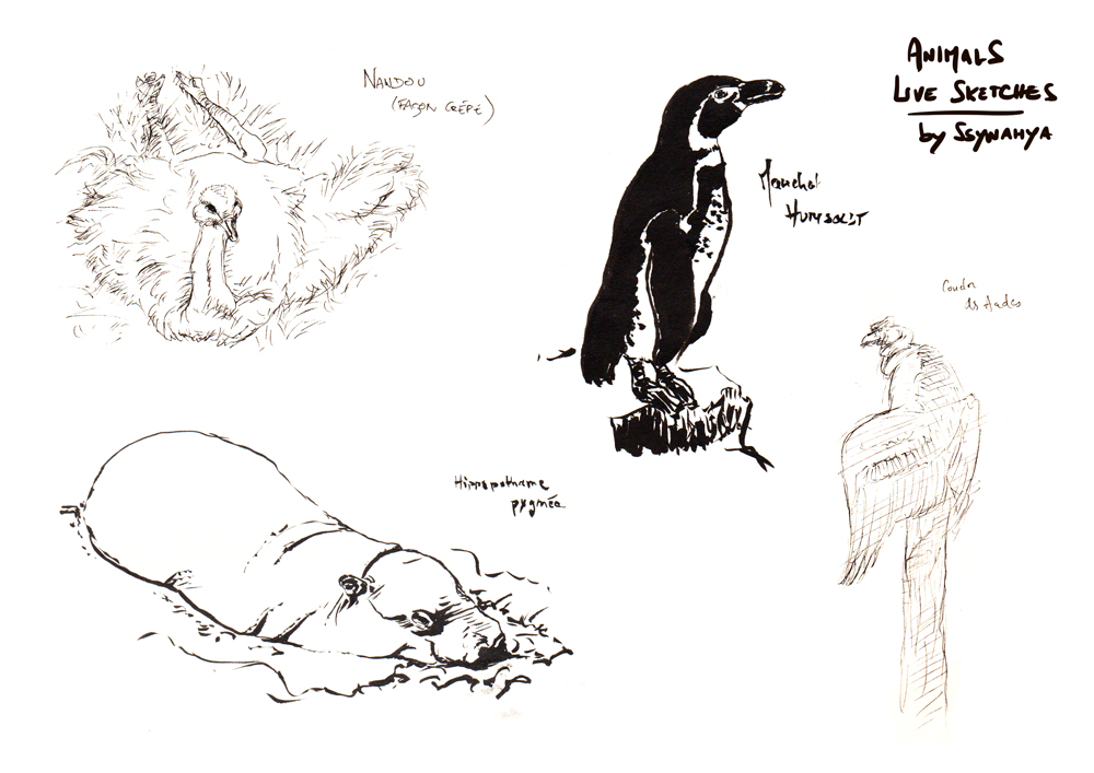 Animals live sketches 04