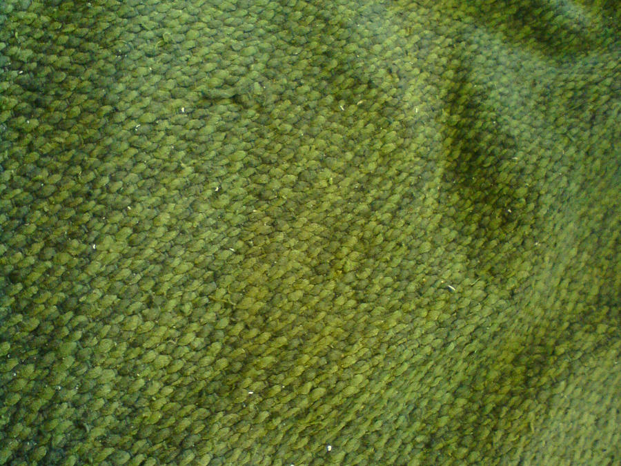 The green Texture