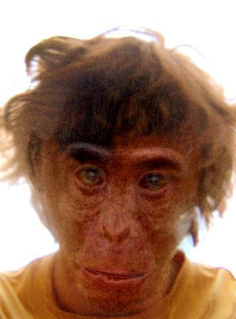 monkey id by thewiseoldted on DeviantArt