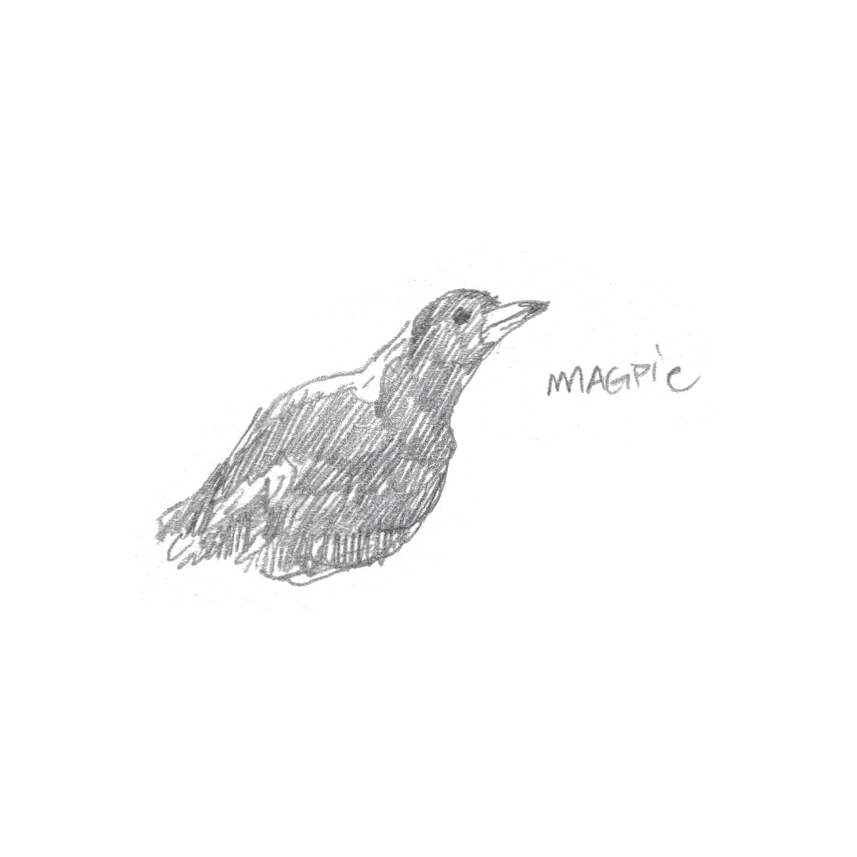 Grumpy Magpie A grumpy magpie 187-magpie by kinow on DeviantArt