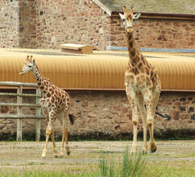 Giraffes